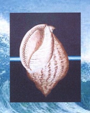 Marine World „Sea Shells“